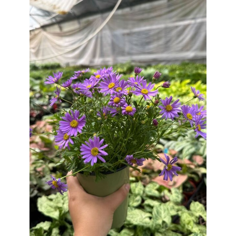 Brachyscome Brasco Violet|4″ Pot