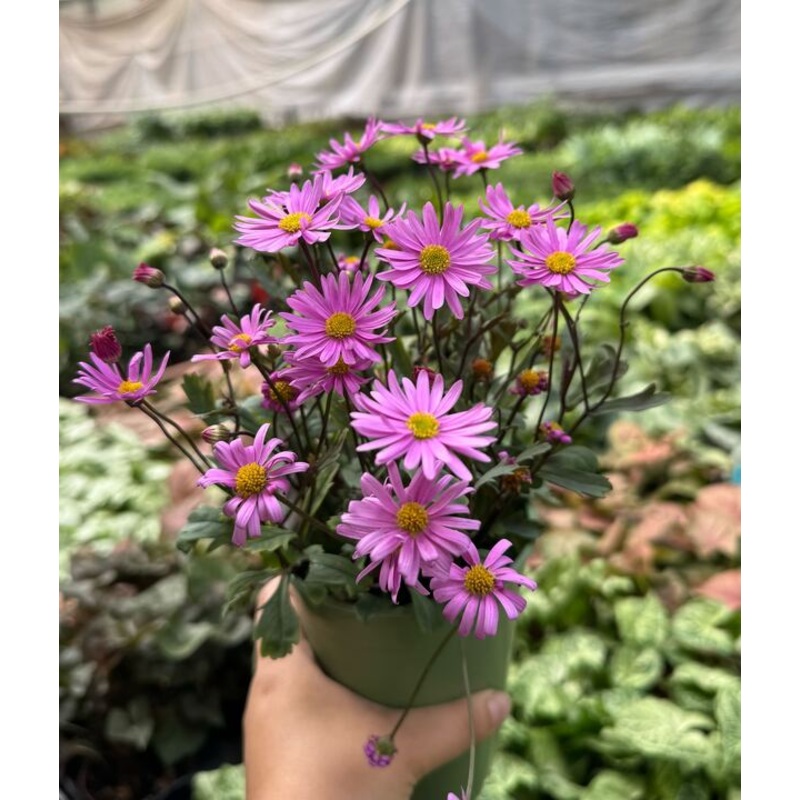 Brachyscome Surdaisy Pink|4″ Pot