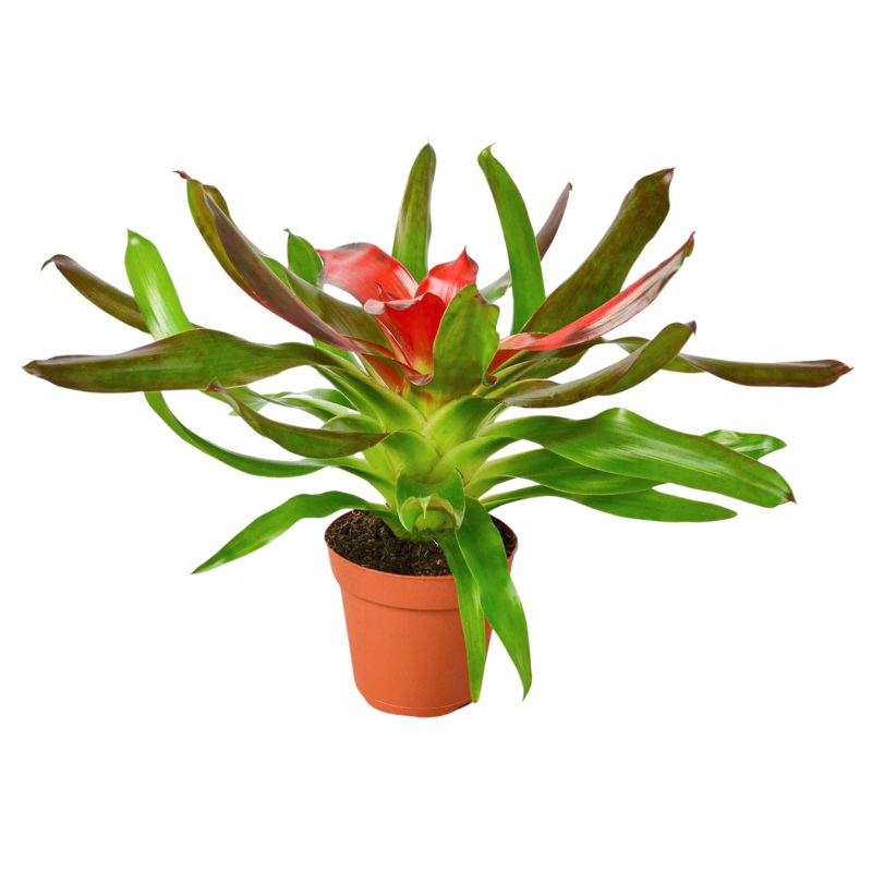 Bromeliad Medusa|6″ Pot