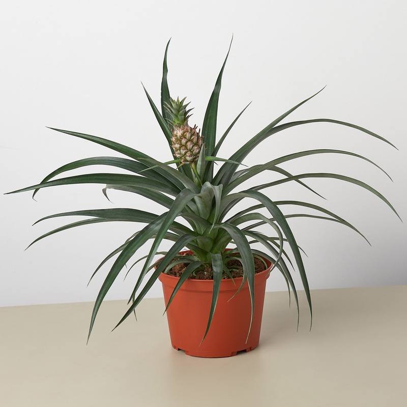 Bromeliad ‘Yellow Pineapple’ – 6 Pot