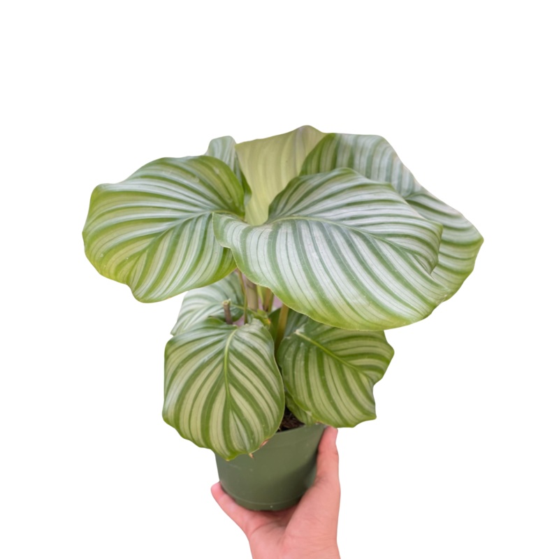 Calathea ‘Orbifolia’ 6 Pot