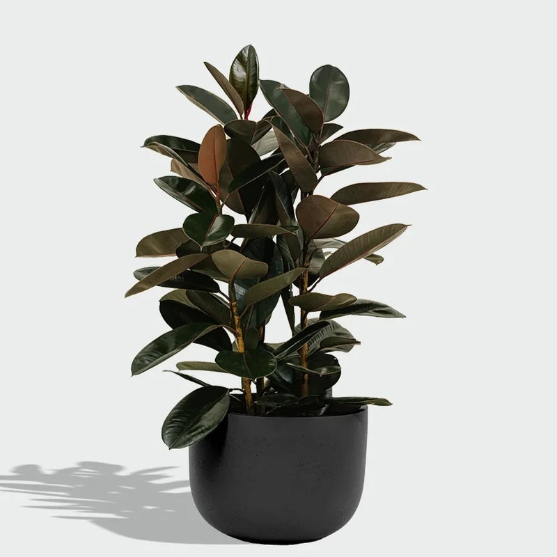 Charcoal Stone Planter|14”x 10” (fits 10” nursery pot)|19”x14” (fits 14” nursery pot)