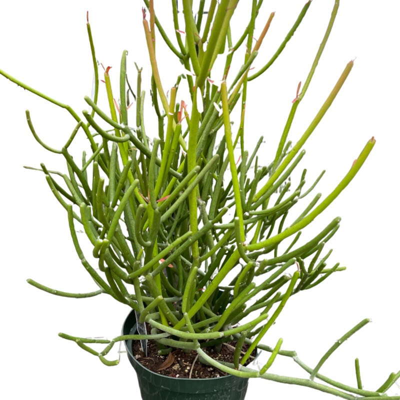 Euphorbia ‘Pencil Cactus’