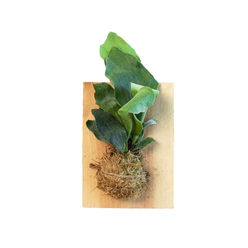 Fern Staghorn on Wood Mount