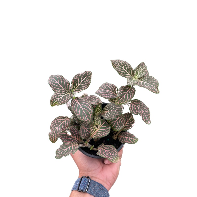 Fittonia ‘Pink’ – 4 Pot