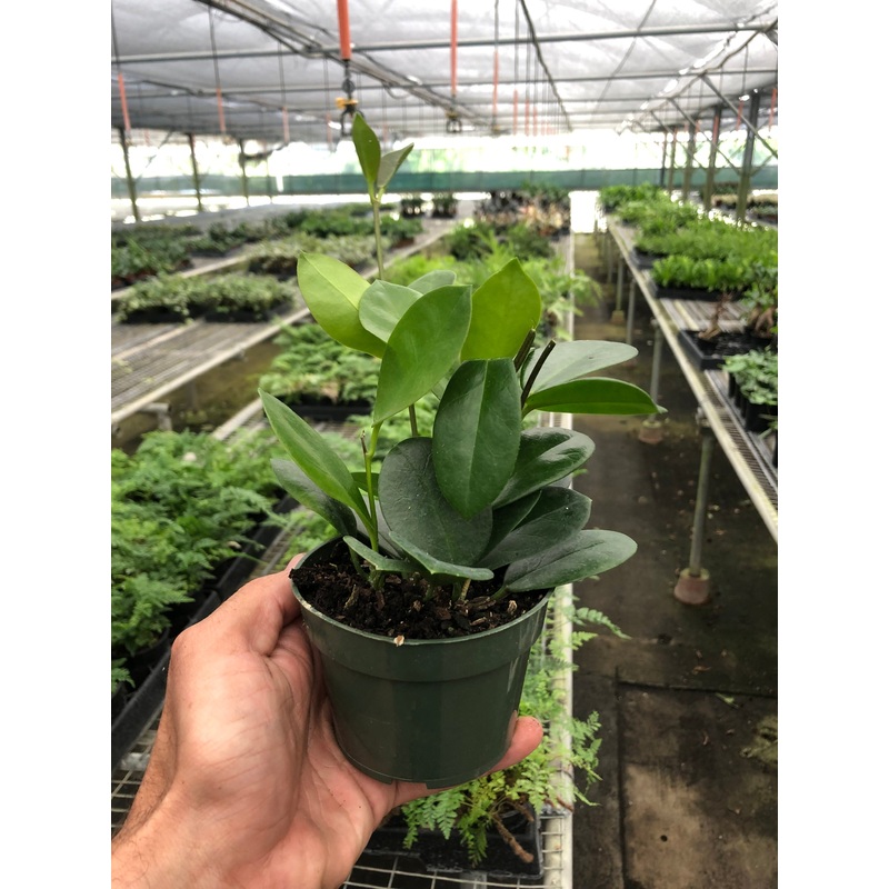 Hoya ‘Australis’|4″ Pot|6″ Pot