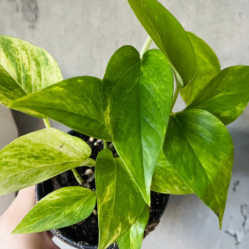 Neon Queen Pothos|4 inch|6 inch|8 inch (hanging basket)|12 inch (Hanging Basket)