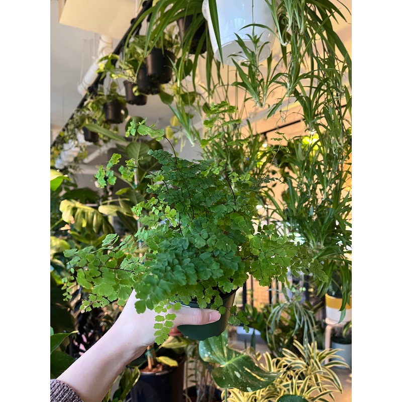 Pacific Maidenhair Fern|4 inch