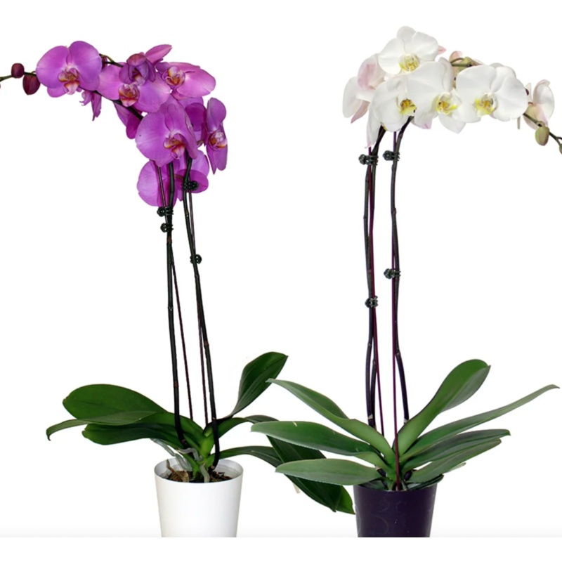 Phalaenopsis Orchid|4 inch (with decorative pot)|6 inch