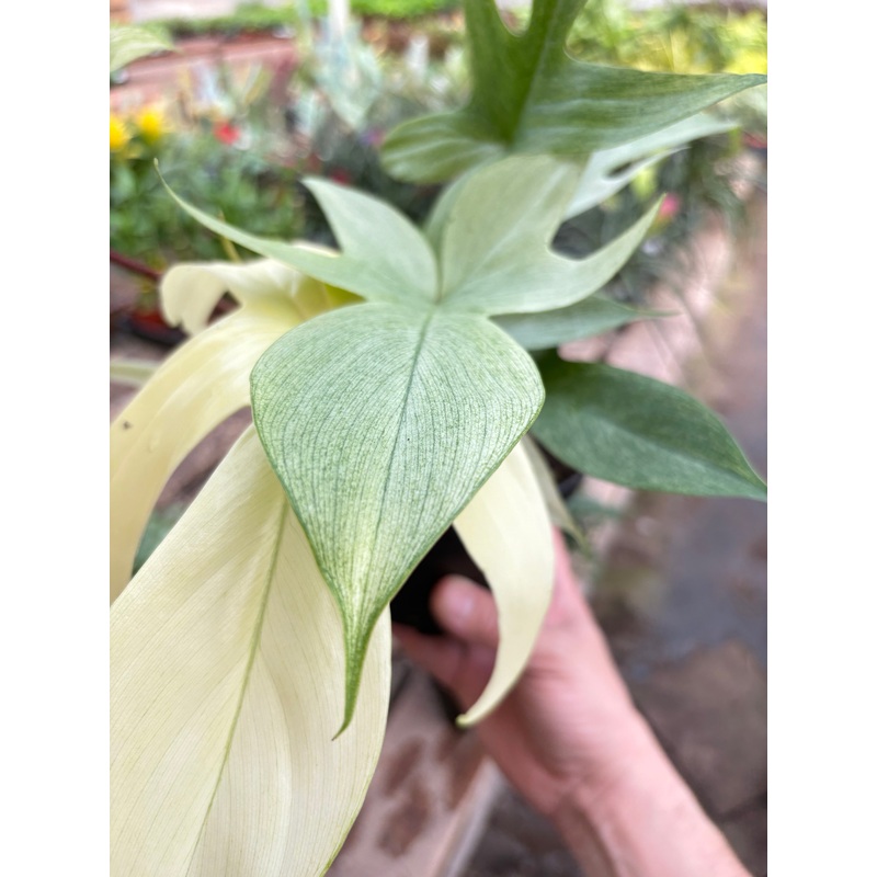 Philodendron ‘Florida Ghost’|2″ Pot|6″ Pot