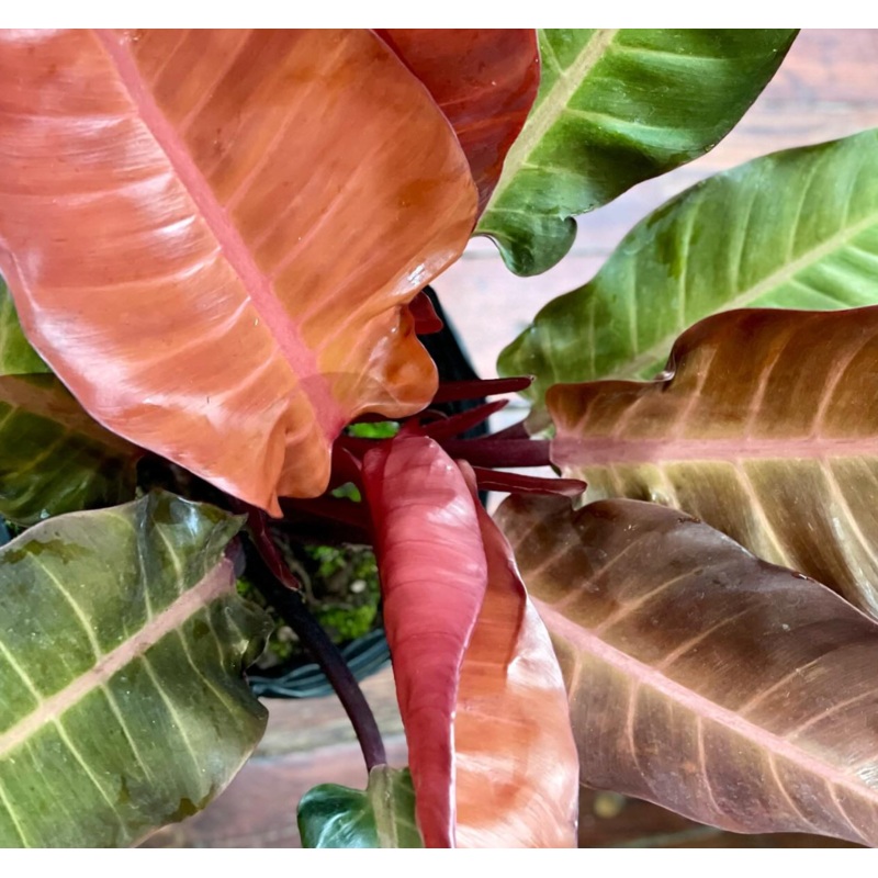Philodendron Kathleen|6 inch|10 inch