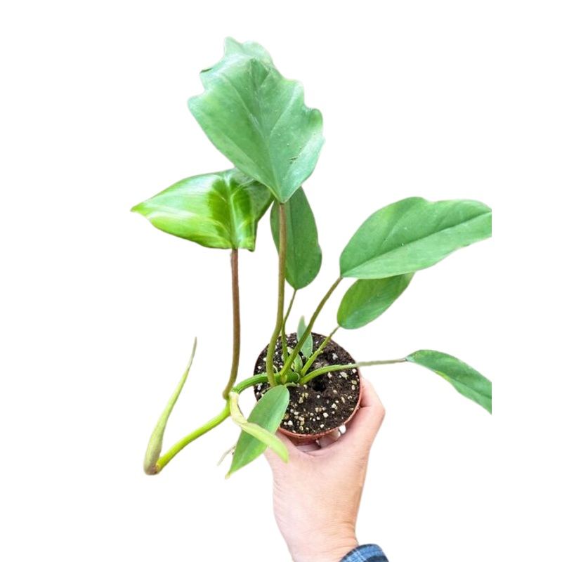 Philodendron Mayoi|4″ Pot