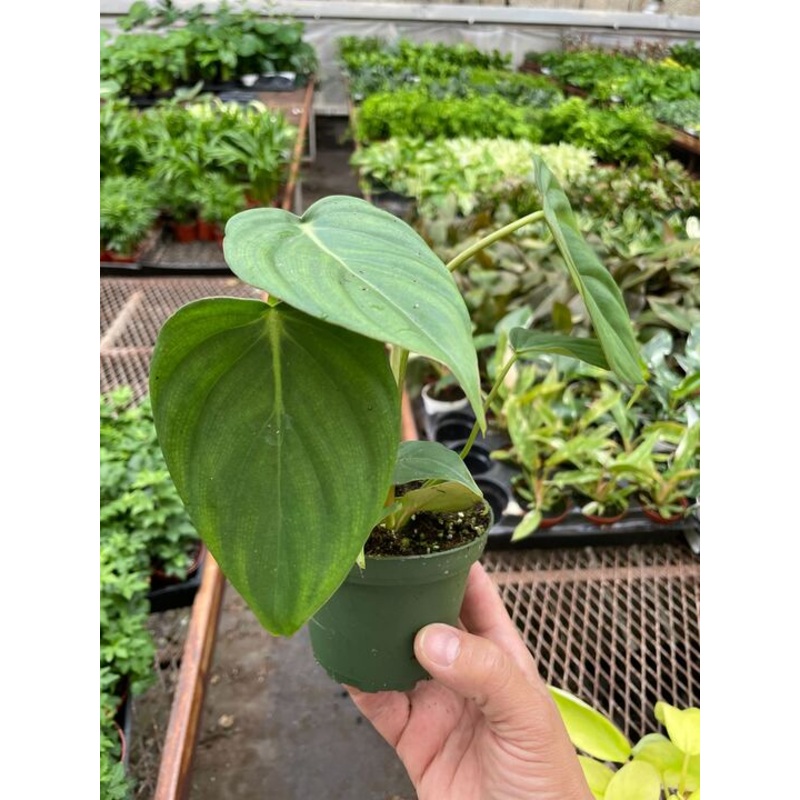 Philodendron ‘Mcdowell’|4″ Pot