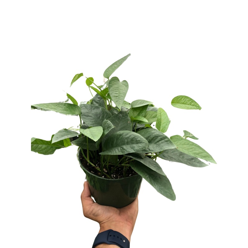 Pothos ‘Cebu Blue’ 6-inch pot
