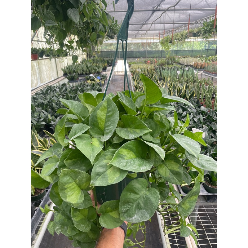 Pothos Global Green|8″ Pot