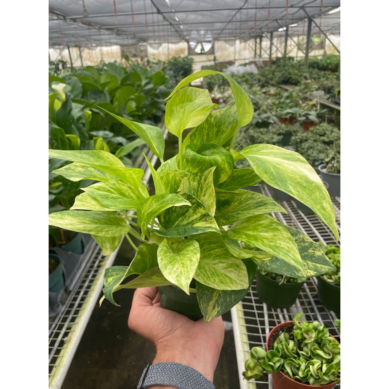 Pothos ‘Neon Queen’|4″ Pot