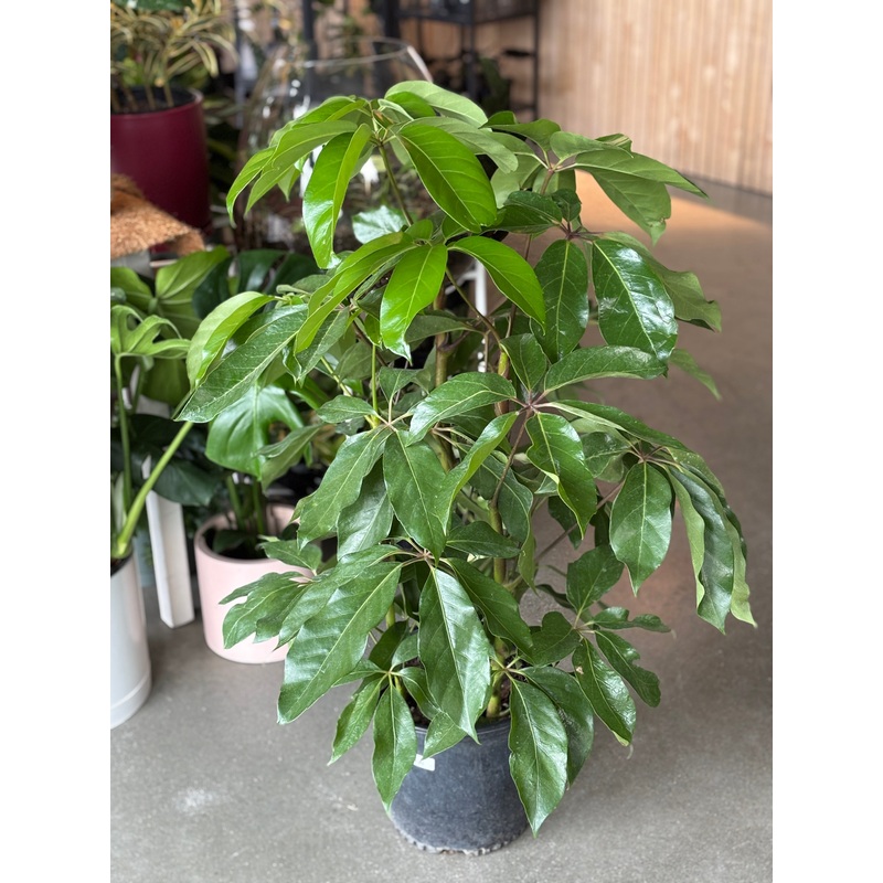 Schefflera Amate|6 inch|10 inch|14 inch