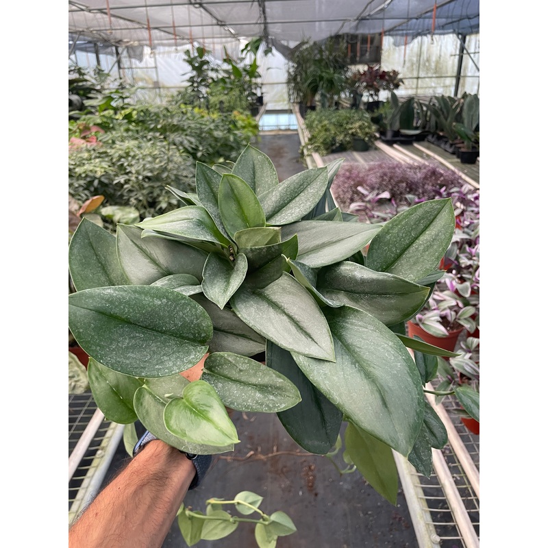 Scindapsus ‘Moonlight’|6″ Pot