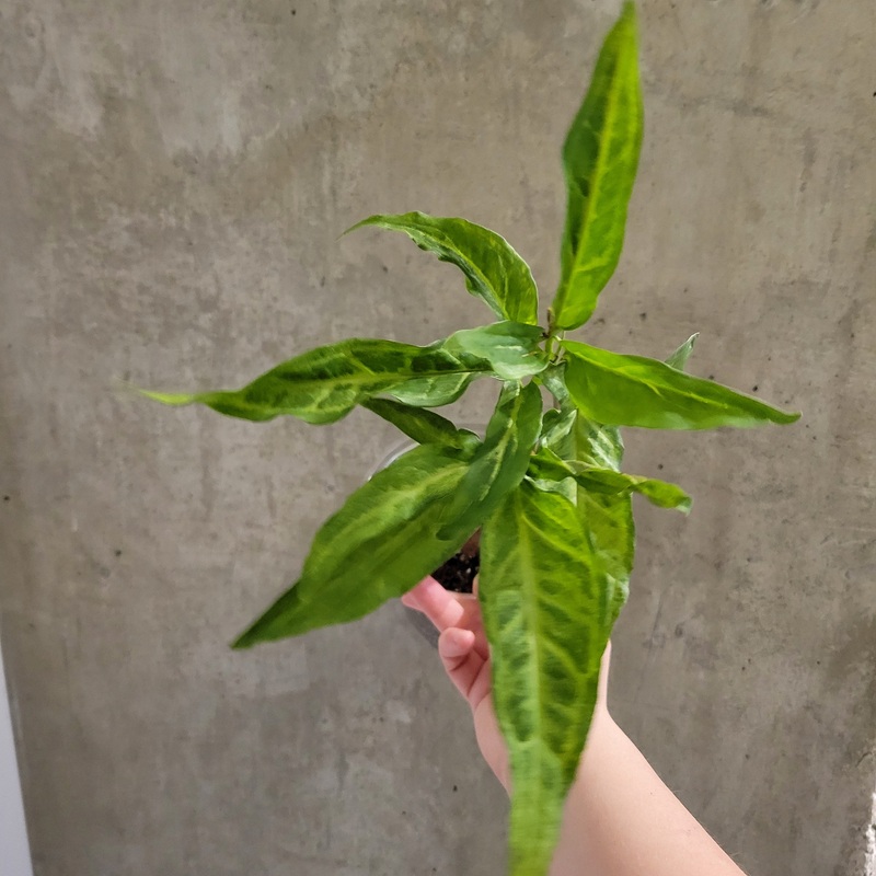 Syngonium Angustatum|3.5 inch|5 inch