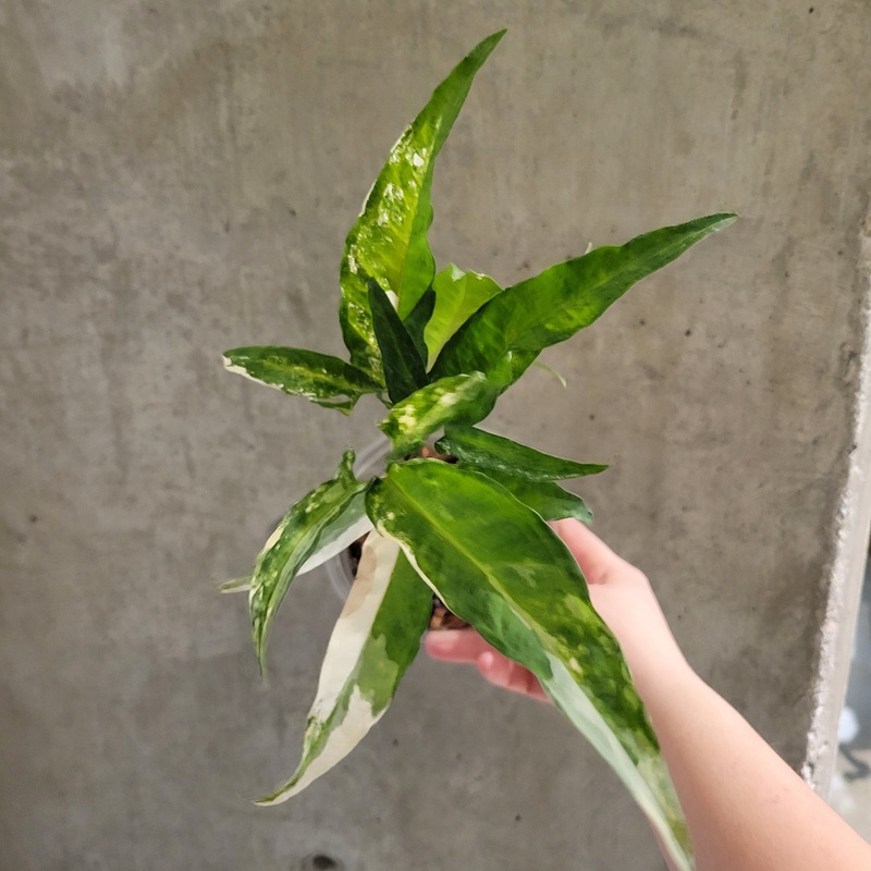 Syngonium Angustatum ‘Variegated’