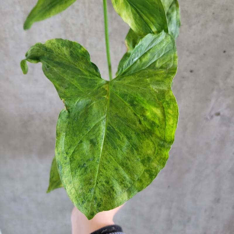Syngonium ‘Mojito’|3.5 inch