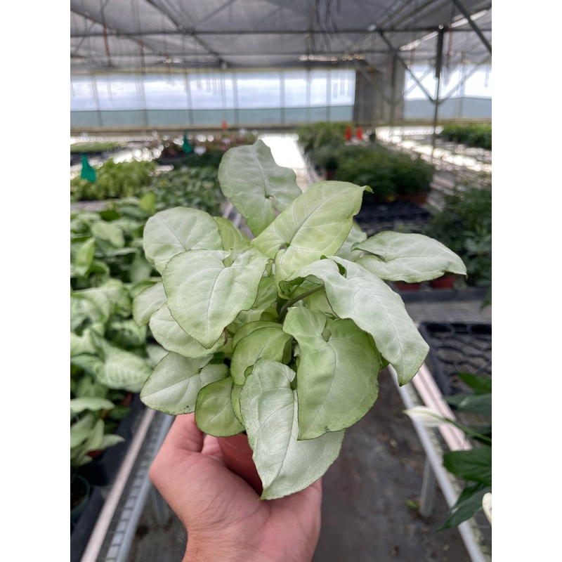 Syngonium ‘Moonshine’|4″ Pot