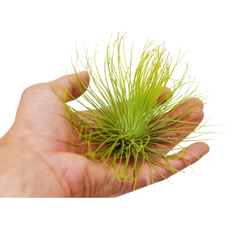 Tillandsia Air Plant Andreana – Large