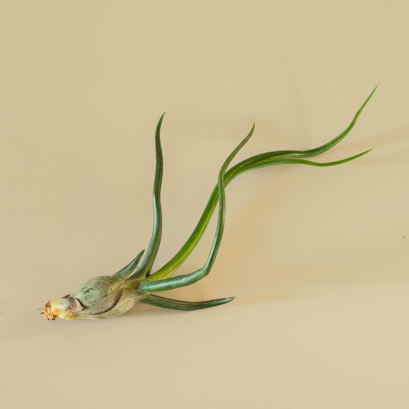 Tillandsia Air Plant Bulbosa|1|5|10|25