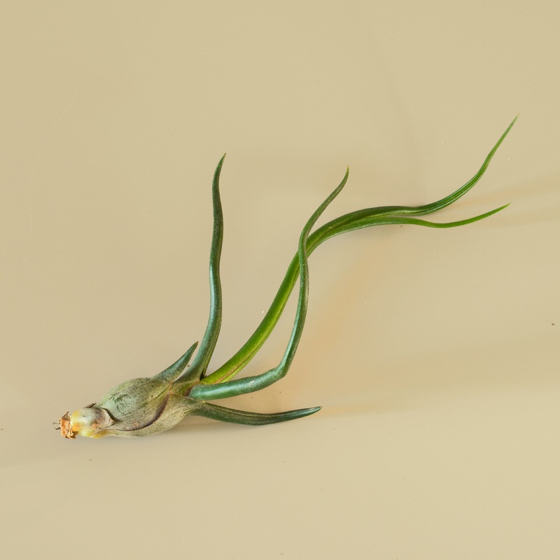 Tillandsia Air Plant Bulbosa – 3 Pack