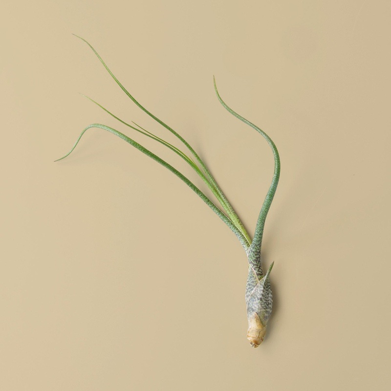 Tillandsia Air Plant Butzii|1|5|10|25