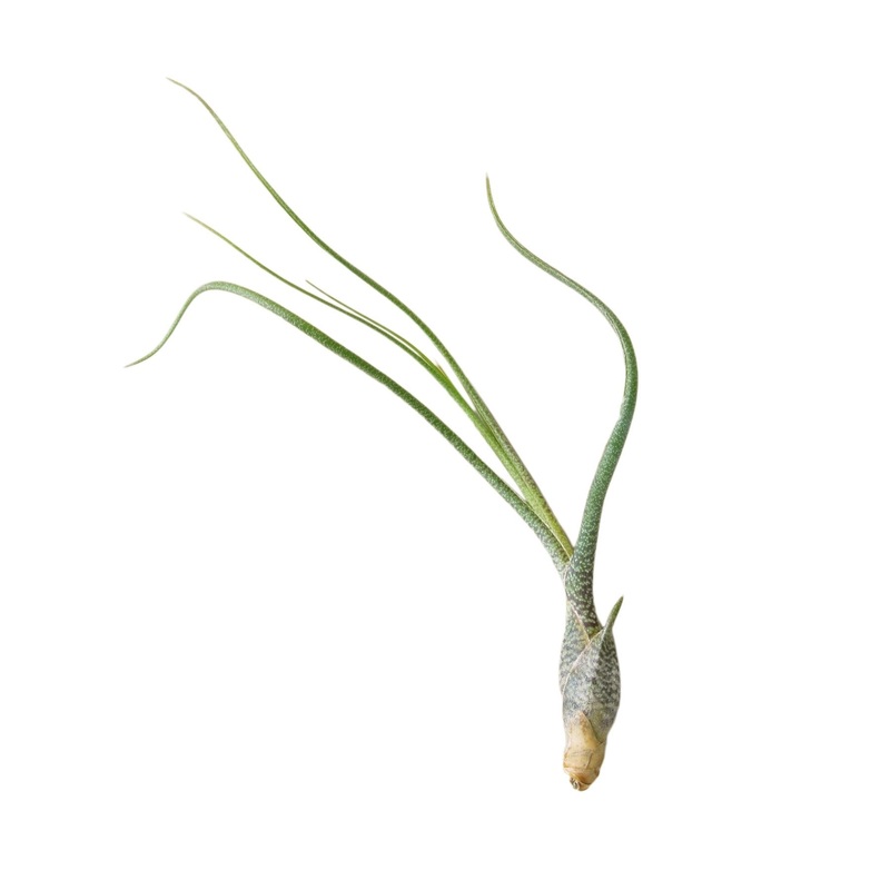 Tillandsia Air Plant Butzii – 10 Pack