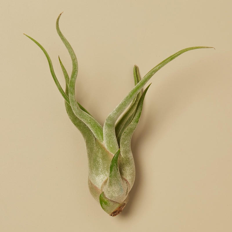 Tillandsia Air Plant Caput Medusa – 10 Pack