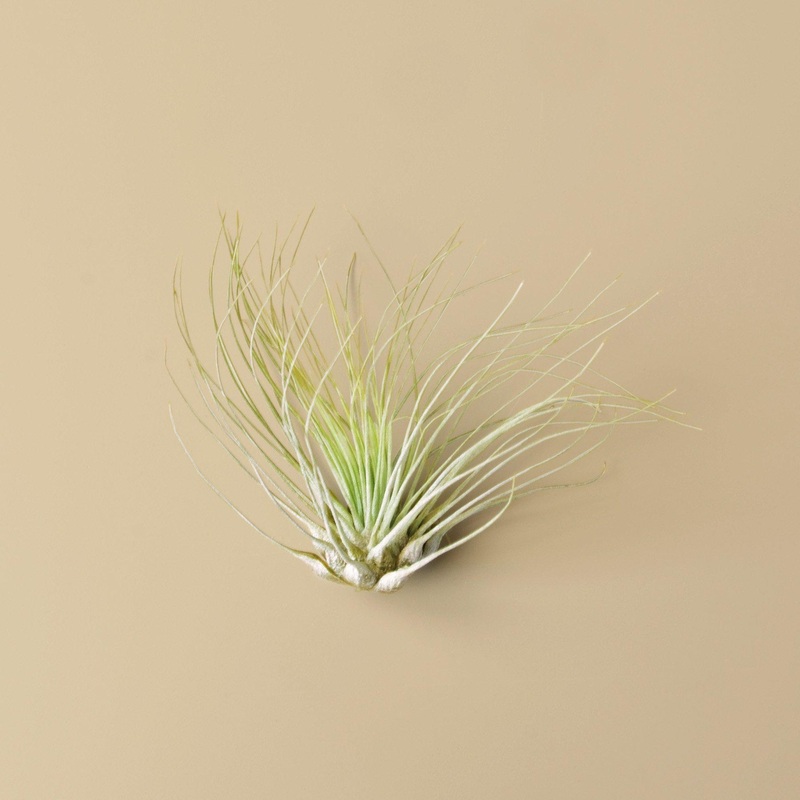 Tillandsia Air Plant Fuchsii|1|5|10|25|50|100