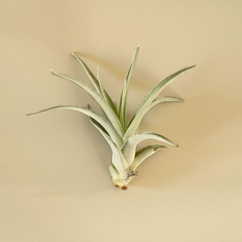Tillandsia Air Plant Harrisii|1|5|10|25