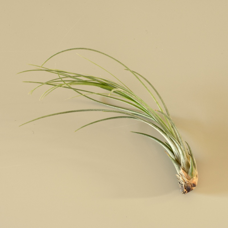 Tillandsia Air Plant Juncea – 5 Pack