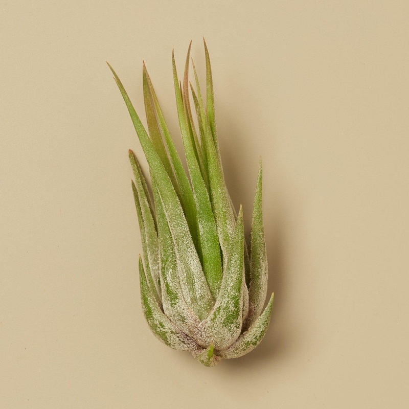 Tillandsia Air Plant Kolby|1|5|10|25|50|100