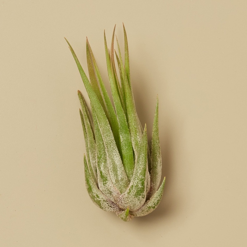 Tillandsia Air Plant Kolby – 10 Pack