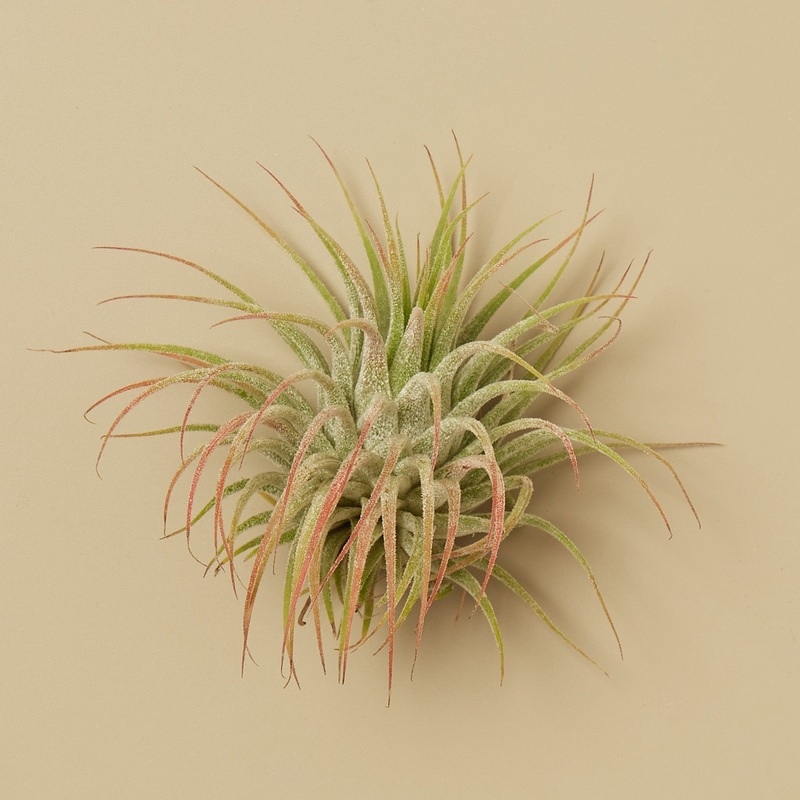 Tillandsia Air Plant Kolby – 5 Pack