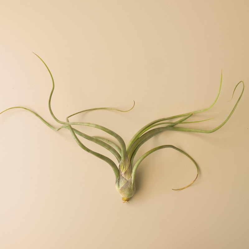 Tillandsia Air Plant Pseudobaileyi