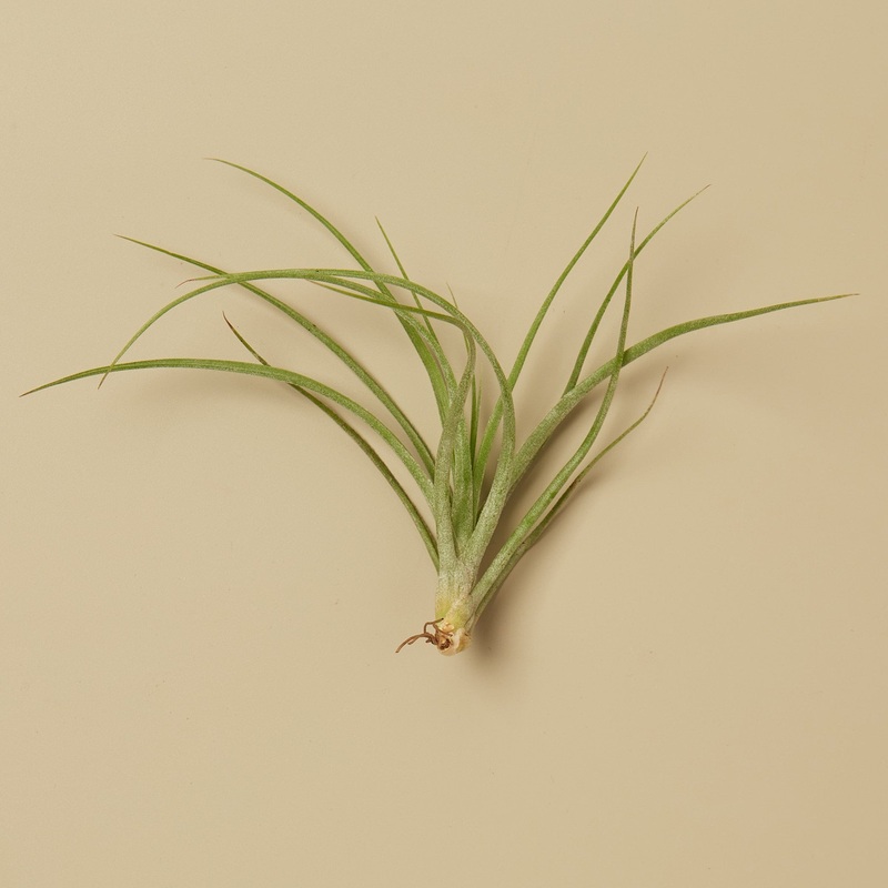 Tillandsia Air Plant Stricta|1|5|10|25
