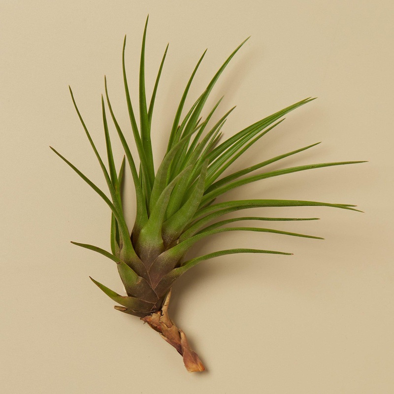 Tillandsia Air Plant Tricolor|1|5|10|25