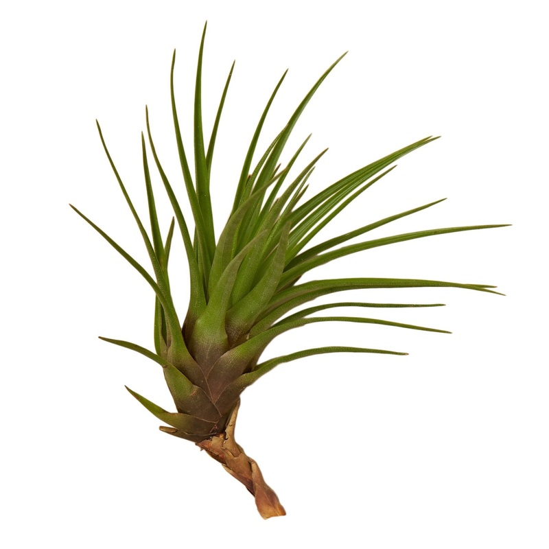 Tillandsia Air Plant Tricolor|Single