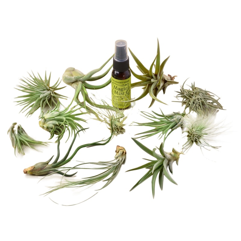 Tillandsia Air Plant Variety w/ Spray – 12 Pack