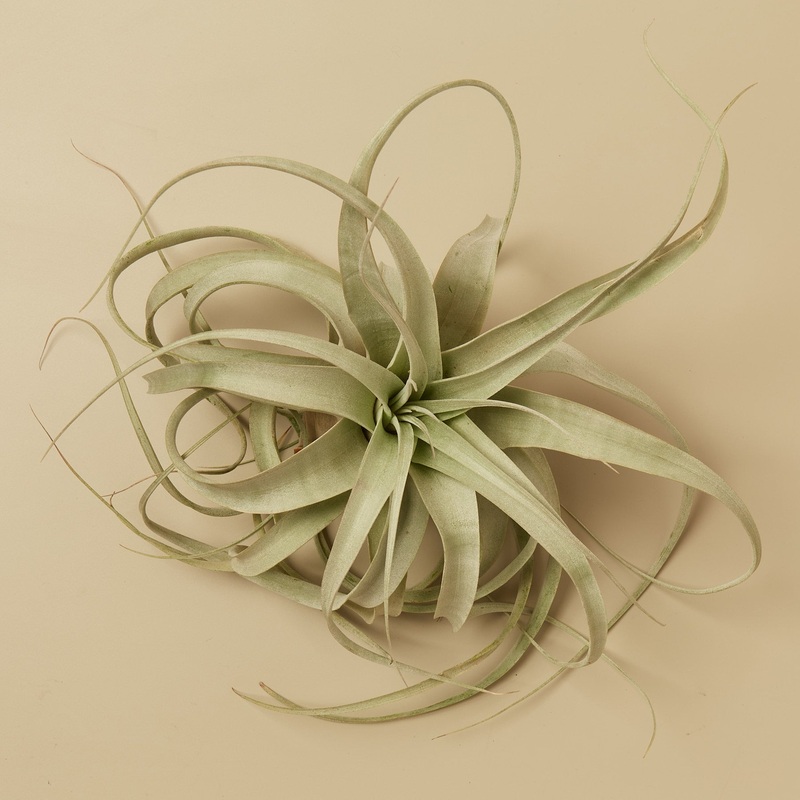 Tillandsia Air Plant Xerographica – 3 Pack