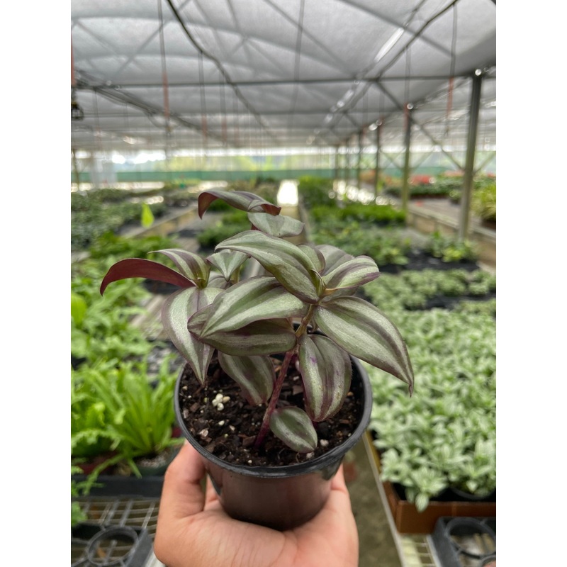 Tradescantia Zebrina ‘Wandering Dude’