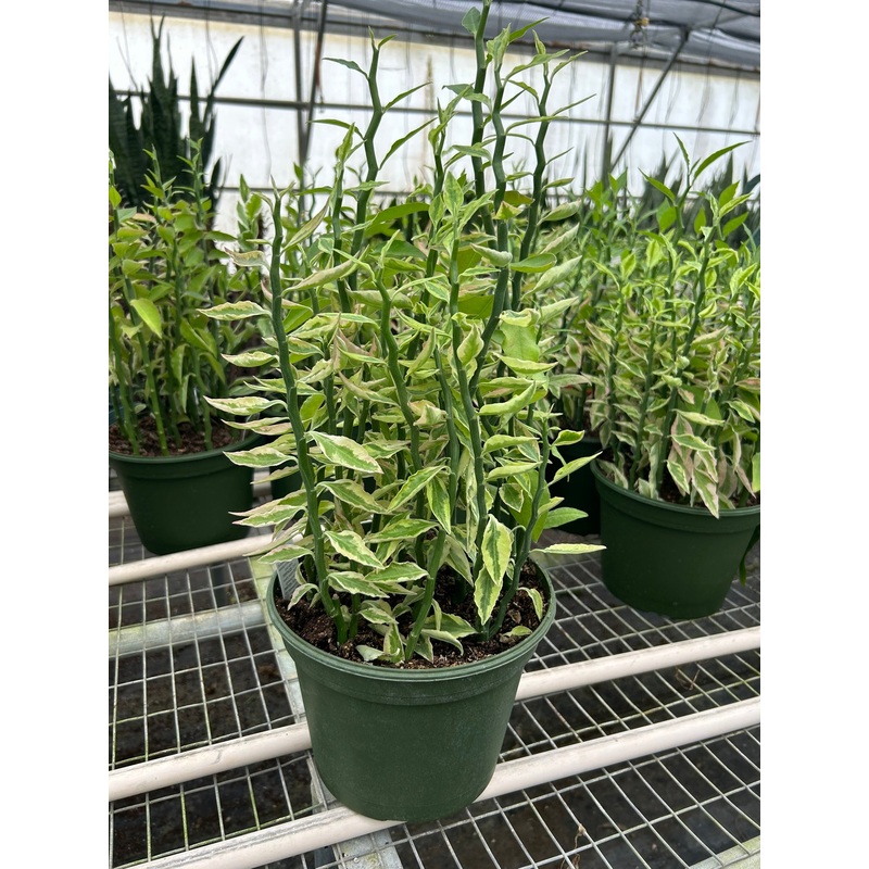 Variegated Devil’s Backbone Euphorbia