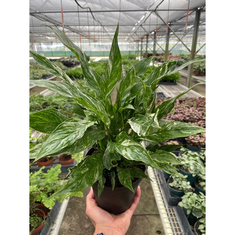 Variegated Spathiphyllum ‘Domino’