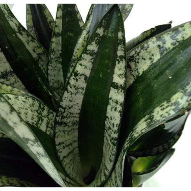 Whitney Snake Plant|4 inch|6 inch|8 inch|10 inch (~3ft tall)|12 inch|14 inch