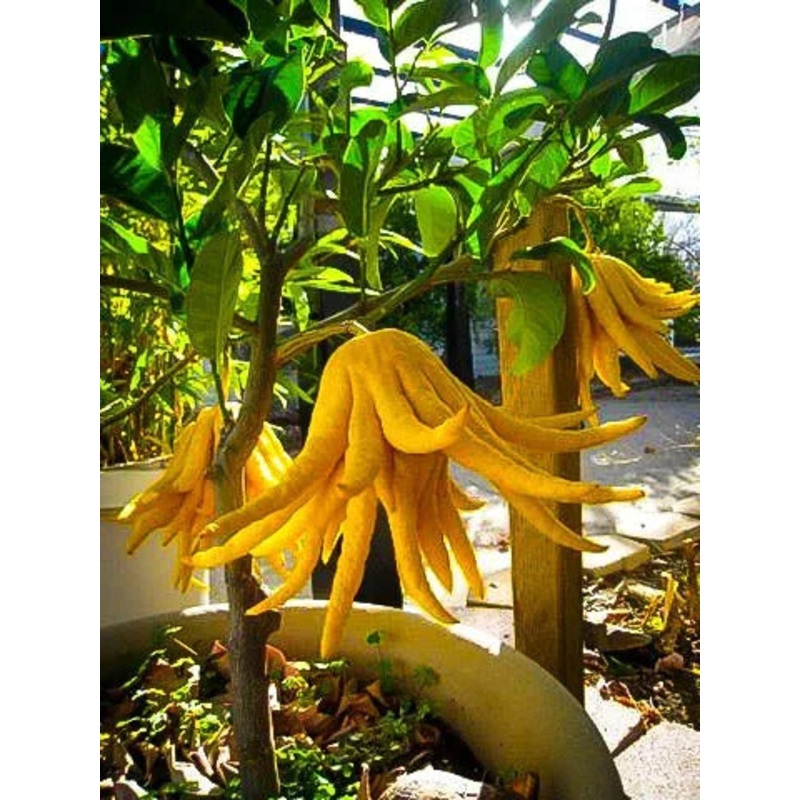 Buddha’s Hand Citron Tree