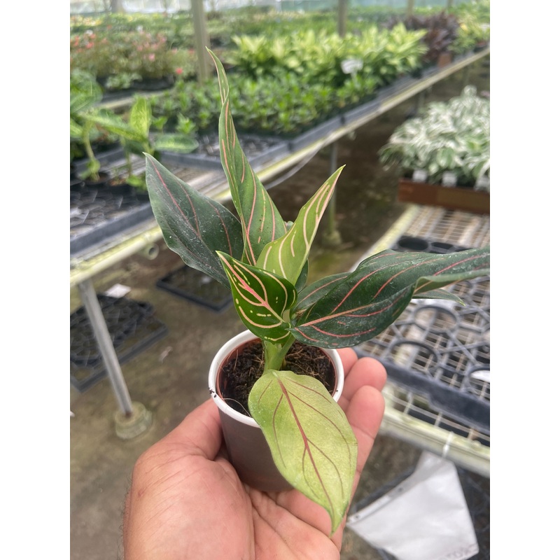 Chinese Evergreen ‘Red Vein’|2″ Pot